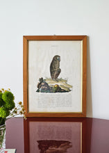 Load image into Gallery viewer, Stampa a colori di Zoologia che ritrae "Il Mandrillo" da noto libro di Gazzadi & Baschieri