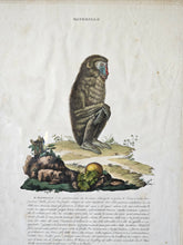 Load image into Gallery viewer, Stampa a colori di Zoologia che ritrae "Il Mandrillo" da noto libro di Gazzadi & Baschieri
