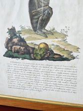 Load image into Gallery viewer, Stampa a colori di Zoologia che ritrae "Il Mandrillo" da noto libro di Gazzadi & Baschieri