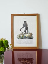 Load image into Gallery viewer, Stampa a colori di Zoologia che ritrae l'Ounco da noto libro di Gazzadi & Baschieri.