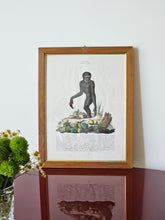 Load image into Gallery viewer, Stampa a colori di Zoologia che ritrae l'Ounco da noto libro di Gazzadi & Baschieri.