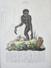 Load image into Gallery viewer, Stampa a colori di Zoologia che ritrae l'Ounco da noto libro di Gazzadi & Baschieri.