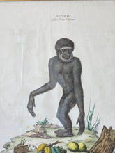 Load image into Gallery viewer, Stampa a colori di Zoologia che ritrae l'Ounco da noto libro di Gazzadi & Baschieri.