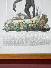 Load image into Gallery viewer, Stampa a colori di Zoologia che ritrae l'Ounco da noto libro di Gazzadi & Baschieri.