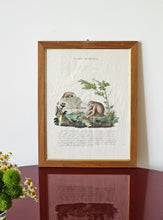 Load image into Gallery viewer, Stampa a colori di Zoologia che ritrae Il Pigro di Bengala da noto libri di Gazzadi & Baschieri