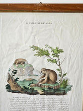 Load image into Gallery viewer, Stampa a colori di Zoologia che ritrae Il Pigro di Bengala da noto libri di Gazzadi & Baschieri