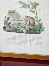 Load image into Gallery viewer, Stampa a colori di Zoologia che ritrae Il Pigro di Bengala da noto libri di Gazzadi & Baschieri