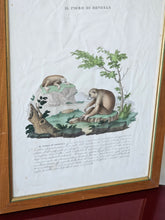 Load image into Gallery viewer, Stampa a colori di Zoologia che ritrae Il Pigro di Bengala da noto libri di Gazzadi & Baschieri