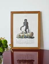 Load image into Gallery viewer, Stampa a colori di Zoologia che ritrae l'Ounco da noto libro di Gazzadi & Baschieri.