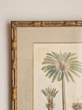 Load image into Gallery viewer, Coppia di stampe antiche di Palme XIX secolo