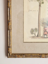 Load image into Gallery viewer, Coppia di stampe antiche di Palme XIX secolo