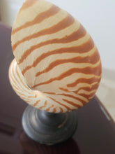 Load image into Gallery viewer, Conchiglia nautilus su base in legno ebanizzato