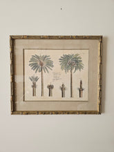 Load image into Gallery viewer, Coppia di stampe antiche di Palme XIX secolo
