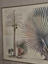 Load image into Gallery viewer, Coppia di stampe antiche di Palme XIX secolo