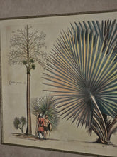 Load image into Gallery viewer, Coppia di stampe antiche di Palme XIX secolo