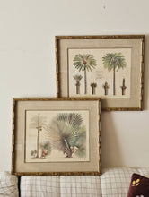 Load image into Gallery viewer, Coppia di stampe antiche di Palme XIX secolo