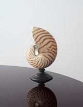 Load image into Gallery viewer, Conchiglia nautilus su base in legno ebanizzato