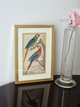 Load image into Gallery viewer, Stampine incorniciate di uccelli tropicali
