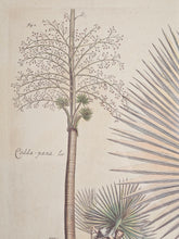 Load image into Gallery viewer, Coppia di stampe antiche di Palme XIX secolo
