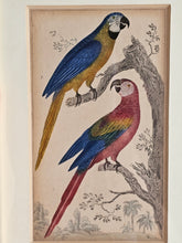 Load image into Gallery viewer, Stampine incorniciate di uccelli tropicali
