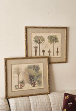 Load image into Gallery viewer, Coppia di stampe antiche di Palme XIX secolo
