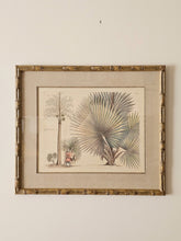 Load image into Gallery viewer, Coppia di stampe antiche di Palme XIX secolo

