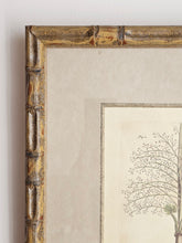 Load image into Gallery viewer, Coppia di stampe antiche di Palme XIX secolo
