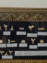 Load image into Gallery viewer, Quadro orizzontale con denti fossili di squalo
