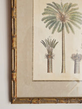 Load image into Gallery viewer, Coppia di stampe antiche di Palme XIX secolo
