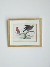 Load image into Gallery viewer, Stampine incorniciate di uccelli tropicali
