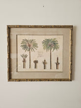 Load image into Gallery viewer, Coppia di stampe antiche di Palme XIX secolo
