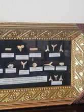 Load image into Gallery viewer, Quadro orizzontale con denti fossili di squalo
