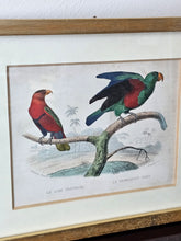 Load image into Gallery viewer, Stampine incorniciate di uccelli tropicali
