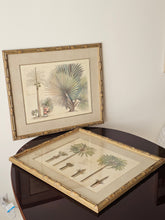 Load image into Gallery viewer, Coppia di stampe antiche di Palme XIX secolo
