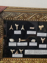 Load image into Gallery viewer, Quadro orizzontale con denti fossili di squalo
